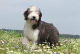 BEARDED COLLIE 053